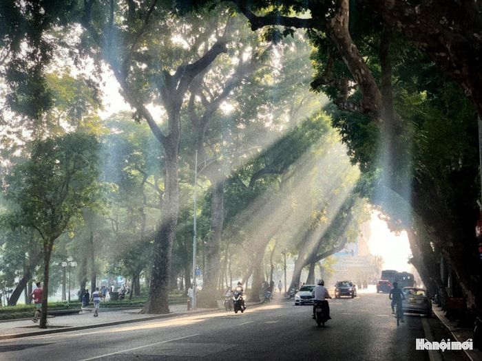 Những hàng cổ thụ cùng nắng thu tạo nên nét đặc trưng của phố phường Hà Nội khi thu về.