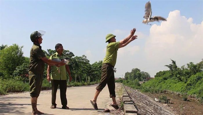 Nhiều cá thể chim hoang dã còn sống trong quá trình kiểm tra, sau đó chúng được thả về môi trường tự nhiên. Ảnh: CSCC
