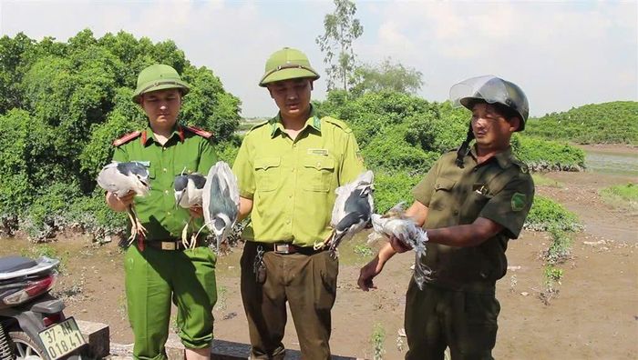 Nhiều cá thể chim trời được tiếp nhận, sau đó thả trở lại môi trường tự nhiên. Ảnh: CSCC