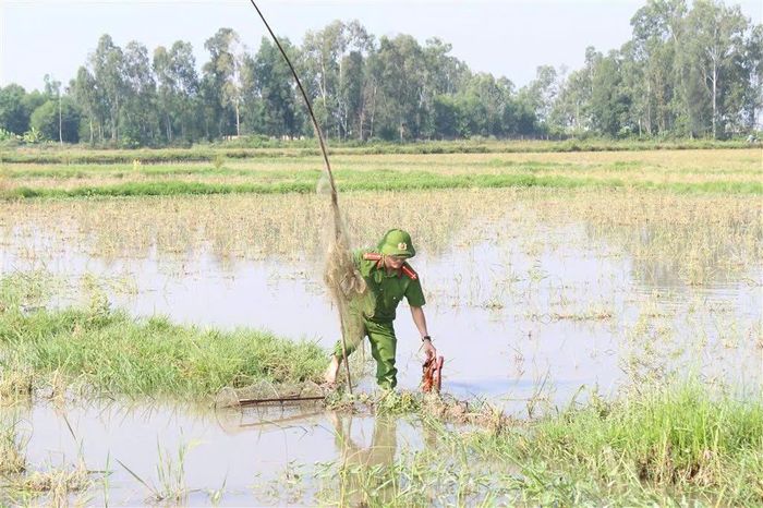Lực lượng chức năng xã Quỳnh Anh lội xuống đồng, tháo dỡ lưới, bẫy chim hoang dã. Ảnh: CSCC