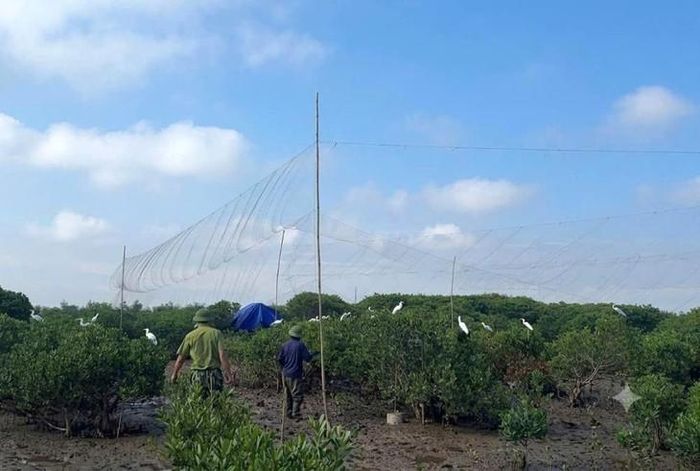 Hà Tĩnh đang nỗ lực bảo vệ động vật hoang dã, chim di cư. Ảnh: TL.