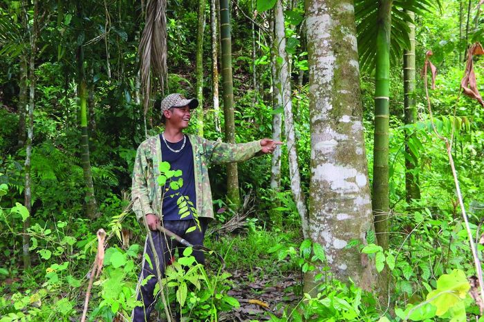 Phát triển sinh kế nhờ cây quế. Ảnh: Tấn Thành