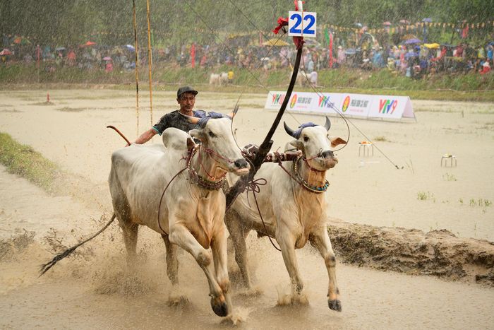  Mỗi đôi bò tham gia thi đấu đều mang ách cổ kéo theo một chiếc bừa bằng gỗ. Người nài đứng trên thân bừa, phải giữ thăng bằng trong từng nhịp chạy đồng thời kiểm soát hướng di chuyển. Chỉ một cú chệch hướng cũng có thể khiến đôi bò mất lợi thế trước đối thủ. 