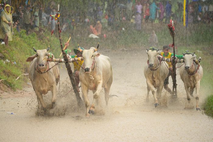  Khi hiệu lệnh bắt đầu, đôi bò nhanh chóng lao về phía trước ngay khi bước vào phần tranh tài. Người nài đứng trên chiếc bừa gỗ phía sau liên tục điều khiển đôi bò giữ hướng chạy, trong khi vó bò làm bùn nước văng tung tóe trên mặt ruộng tạo nên những pha tăng tốc đầy kịch tính. 