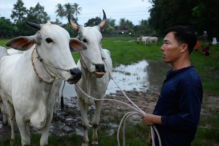  Trước giờ tranh tài, những đôi bò được người nuôi đưa ra khu vực đường đua để làm quen mặt ruộng. Được tuyển chọn và chăm sóc kỹ trước hội, những con bò khỏe, nhanh và có sức bền tốt sẽ cùng người nài bước vào các lượt đua quyết liệt trên sân ruộng sũng nước. 
