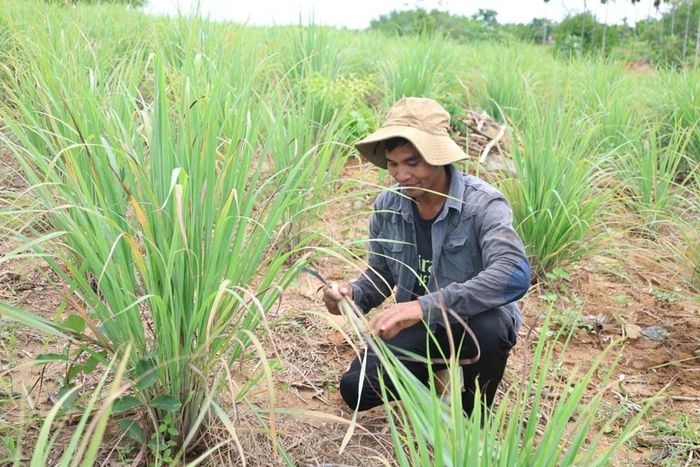 Phát triển nông nghiệp phù hợp điều kiện địa phương góp phần giảm nghèo bền vững