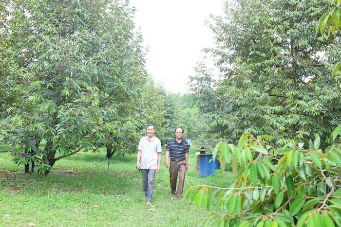 Chuyển đổi cơ cấu cây trồng mở ra hướng phát triển kinh tế mới cho các hộ dân miền núi