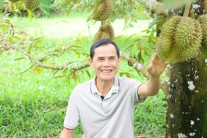 Vườn sầu riêng được chăm sóc theo hướng nâng cao năng suất, chất lượng và giá trị sản phẩm