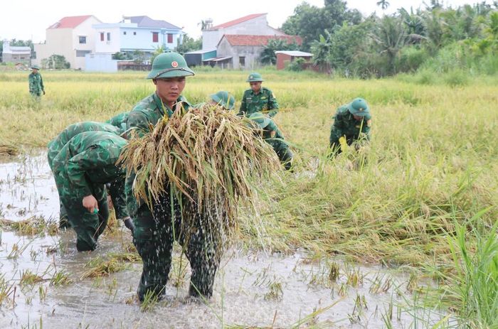 Cán bộ chiến sĩ Đội vận động quần chúng Đồn biên phòng cảng Sa Kỳ 3 ngày liên tục hỗ trợ người dân xã An Phú thu hoạch lúa bị ngã, đổ. Ảnh: Phạm Cường - TTXVN