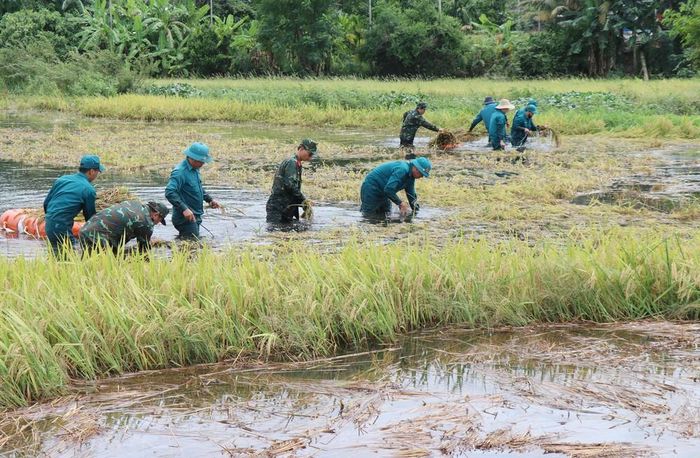Bộ đội, dân quân xã Long Phụng chung tay hỗ trợ người dân thu hoạch lúa bị ngã, đổ. Ảnh: Phạm Cường - TTXVN