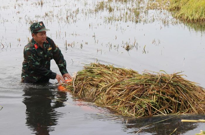Những bước chân lội giữa đồng ngập nước không chỉ giúp người dân kịp thời “cứu” lúa, giảm thiệt. Ảnh: Phạm Cường - TTXVN