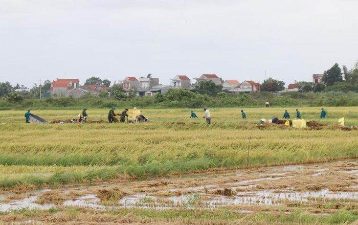 Bộ đội, dân quân chung tay giúp người dân kịp thời “cứu” lúa, giảm thiệt hại, lan tỏa sâu sắc tình quân dân trong gian khó. Ảnh: Phạm Cường - TTXVN