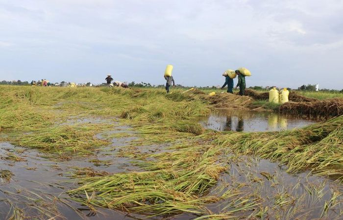 Mưa lớn kéo dài khiến hàng trăm ha lúa Hè Thu của người dân Quảng Ngãi bị ngập sâu, ngã đổ. Ảnh: Phạm Cường - TTXVN