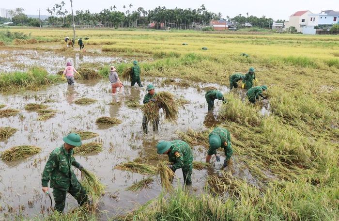 Cán bộ chiến sĩ Đội vận động quần chúng Đồn biên phòng cảng Sa Kỳ hỗ trợ người dân xã An Phú thu hoạch lúa bị ngã, đổ. Ảnh: Phạm Cường - TTXVN