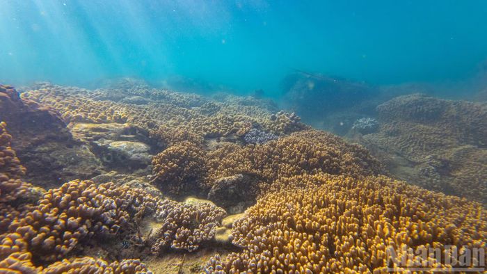 Chỉ cần trang bị kính lặn ống thở (snorkeling), một "thủy cung" rực rỡ sẽ hiện ra ngay trước mắt.