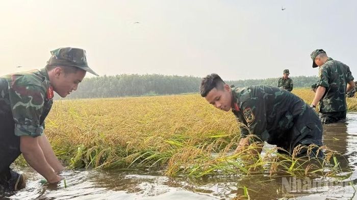 Cán bộ, chiến sĩ giúp dân thu hoạch lúa ngập nước. (Ảnh: THANH PHONG)