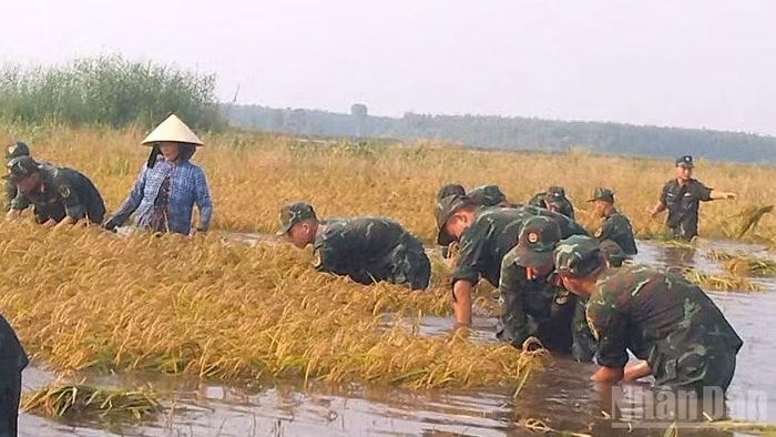 Cán bộ, chiến sĩ giúp dân thu hoạch lúa cùng người dân thu hoạch lúa ngập nước. (Ảnh: THANH PHONG)