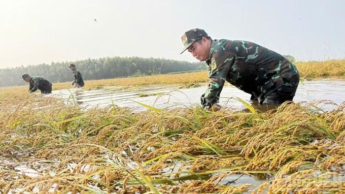 Cán bộ, chiến sĩ giúp người dân thu hoạch lúa. (Ảnh: THANH PHONG)