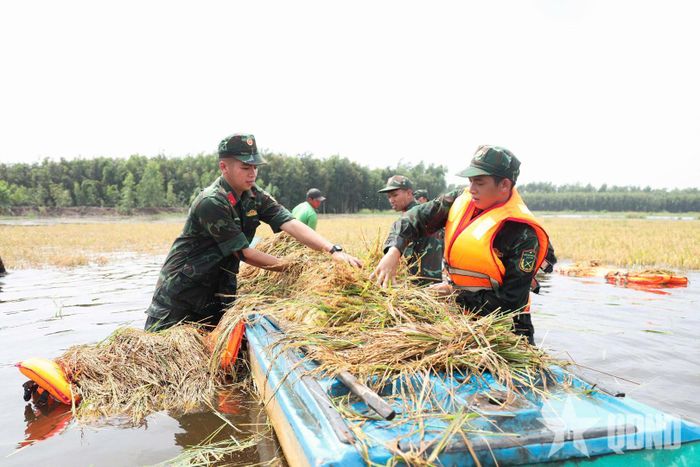 Cán bộ, chiến sĩ nỗ lực thu hoạch và bó lúa giúp dân.