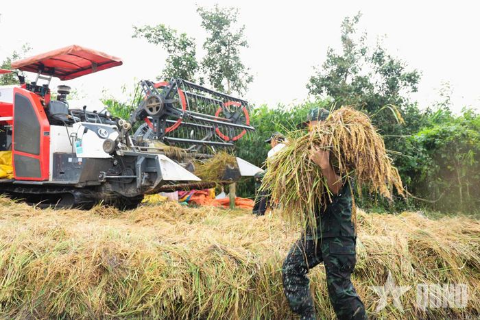 Những bó lúa sau khi thu hoạch được bộ đội nhanh chóng vận chuyển lên bờ.