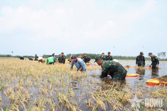Cán bộ, chiến sĩ Tiểu đoàn 1, Trung đoàn 738, Bộ CHQS tỉnh Tây Ninh cơ động xuống địa bàn hỗ trợ người dân thu hoạch lúa.