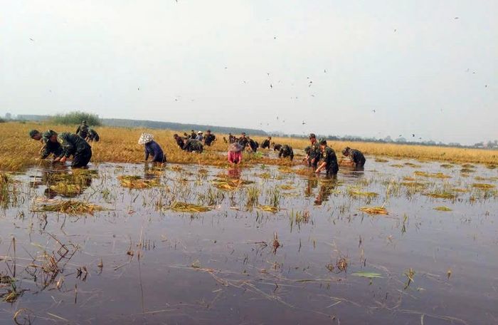 Cán bộ, chiến sĩ nỗ lực gặt lúa, giúp người dân hạn chế thiệt hại do mưa lũ