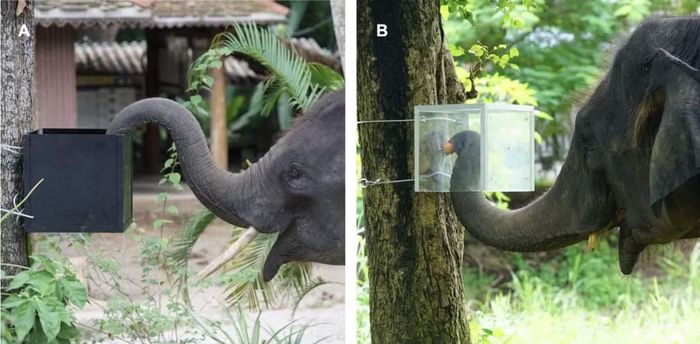 Sau khi làm quen với hộp màu đen, chúng được thử thách với hộp trong suốt có trái cây bên trong. (Ảnh: Sangpa Dittakul/Hope và cộng sự, PLOS One, 2026)