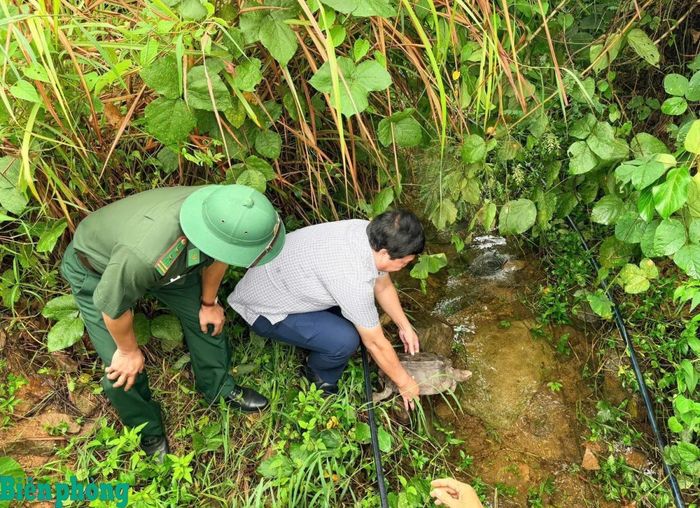 Cán bộ Đồn Biên phòng Hải Vân và Ủy ban phường Hải Vân thả cá thể rừa về môi trường tự nhiên. Ảnh: Trúc Hà