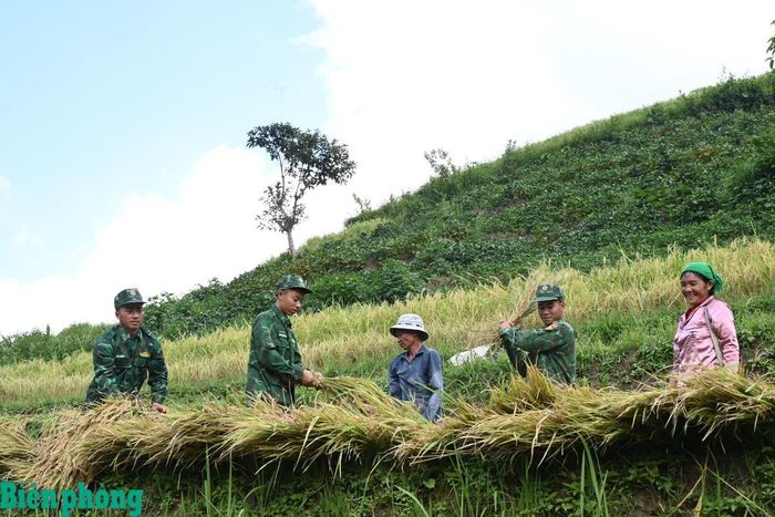 Cán bộ, chiến sĩ Đồn Biên phòng Vàng Ma Chải, Bộ đội Biên phòng tỉnh Lai Châu giúp dân thu hoạch lúa tại bản Hoang Thèn, xã Sì Lở Lầu, tỉnh Lai Châu. Ảnh: Đức Duẩn
