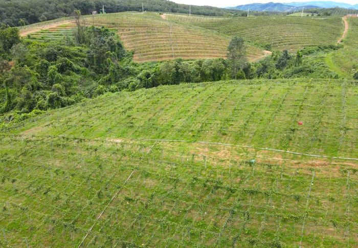 Vùng chanh dây vàng được trồng quy mô, bài bản.