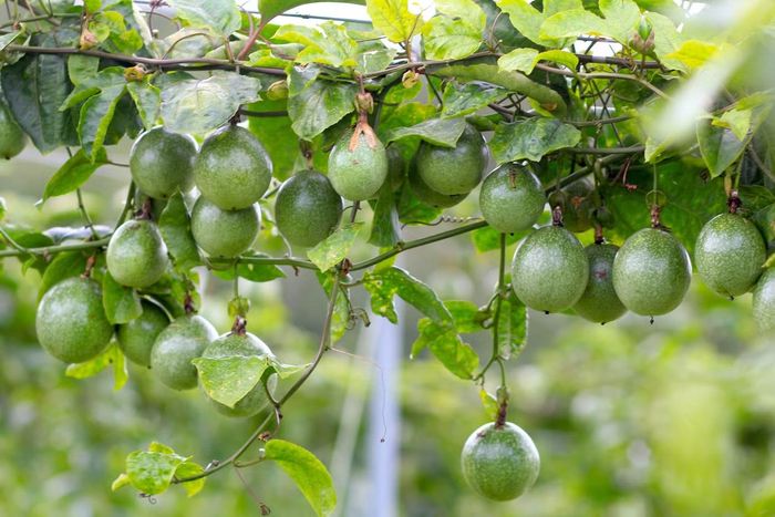 Chanh leo vàng đang thời điểm còn xanh, chưa thu hoạch.