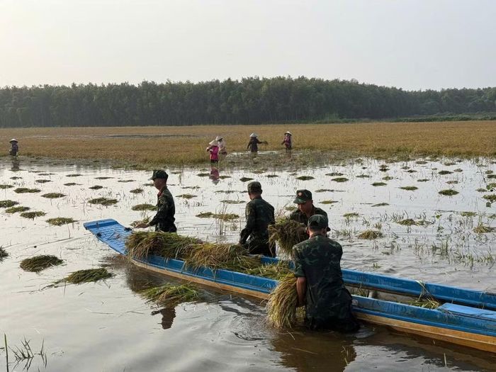 Được bộ đội tận tình hỗ trợ, số lúa có nguy cơ ngập úng đã nhanh chóng được thu hoạch