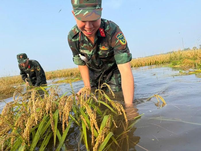 Lực lượng quân đội được huy động khẩn trương thu hoạch khoảng 13ha lúa tại hai xã Thạnh Phước và Thạnh Hóa.