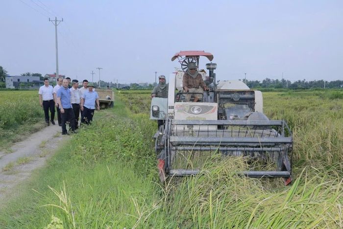 Tranh thủ thu hoạch vụ mùa khi thời tiết nắng ráo