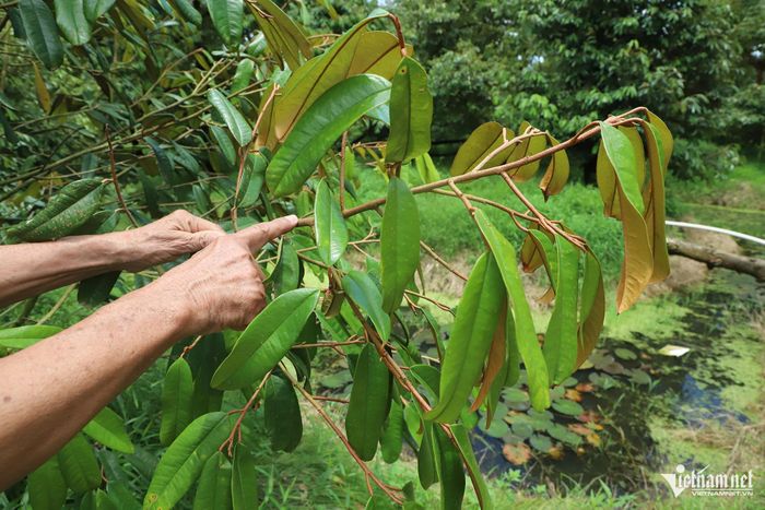 Cận cảnh cành, lá của cây sầu riêng ruột đỏ 1 năm tuổi đang được trồng thử nghiệm. 