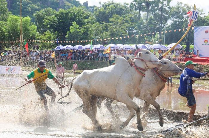 Giải đấu năm nay quy tụ 32 đôi bò đến từ xã An Cư, phường Tịnh Biên, phường Chi Lăng và xã Núi Cấm. Trước ngày tranh tài, các đôi bò được chủ nuôi chăm sóc, tập luyện kỹ lưỡng để có thể lực tốt nhất.