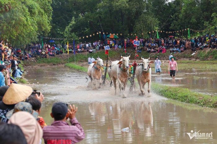 Sau nửa ngày tranh tài quyết liệt qua các vòng loại, tứ kết, bán kết và các trận tranh hạng, đôi bò 08 của anh Nguyễn Thanh Tùng xuất sắc giành giải nhất, với phần thưởng 30 triệu đồng.