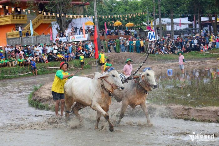 Trong tiếng hò reo của hàng nghìn khán giả, các đôi bò đồng loạt lao về phía trước. Đôi bò nào vượt lên và chạm đích trước sẽ giành chiến thắng.
