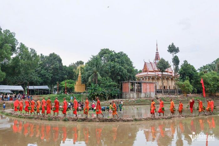 Sau khi các đôi bò thi đấu, sư sãi và bà con đồng bào Khmer đã cùng cấy mạ ngay trên mảnh ruộng là đường đua bò. Hoạt động này nằm trong chuỗi hoạt động chuẩn bị cho mùa vụ mới.