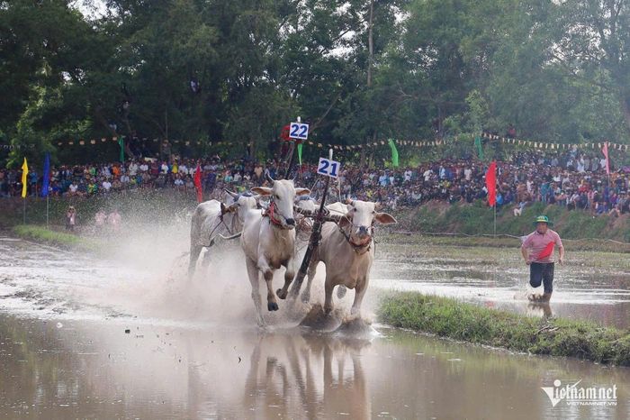 Trên sân đua trơn trượt, mỗi cú tăng tốc đều có thể quyết định kết quả. Nài bò vừa phải thúc bò chạy nhanh, vừa phải giữ thăng bằng trên chiếc bừa phía sau. Theo luật thi đấu truyền thống, đôi bò phía sau nếu để đối thủ vượt qua và chạm vào chiếc bừa của mình cũng bị xử thua ngay lập tức. Chính sự kết hợp giữa sức mạnh, tốc độ bứt phá của đôi bò và kỹ năng điều khiển của nài bò tạo nên sức hấp dẫn đặc biệt của môn thể thao dân gian này.