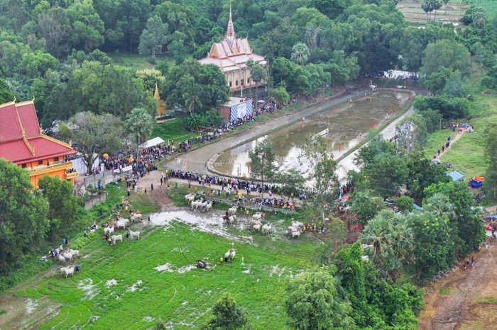 Được biết, hội đua bò năm nay từng đứng trước nguy cơ không thể tổ chức do khó khăn về kinh phí. Tuy nhiên, bằng nỗ lực vận động nguồn lực xã hội hóa, Hội đua bò Chùa Rô được duy trì. Ảnh: BTC