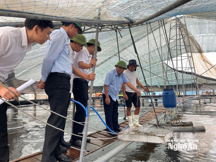 Đồng chí Nguyễn Văn Đệ kiểm tra mô hình nuôi tôm thẻ chân trắng công nghệ cao của hộ ông Đậu Văn Linh, phường Quỳnh Mai. Ảnh: Thúy Vinh
