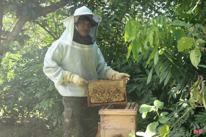 Tận dụng lợi thế của trang trại, gia đình anh Nguyễn Duy Toán nuôi hơn 20 đàn ong để có thêm nguồn thu.