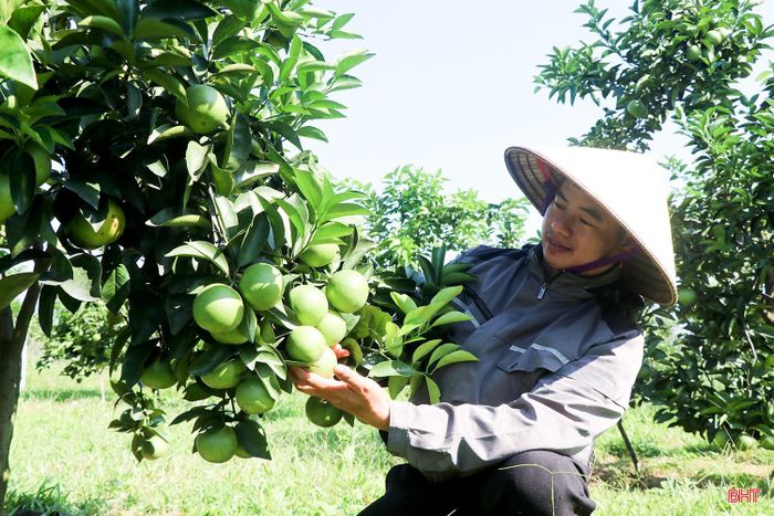 Vườn cam giòn của gia đình anh Hải đang hứa hẹn một mùa thu nhập lớn.