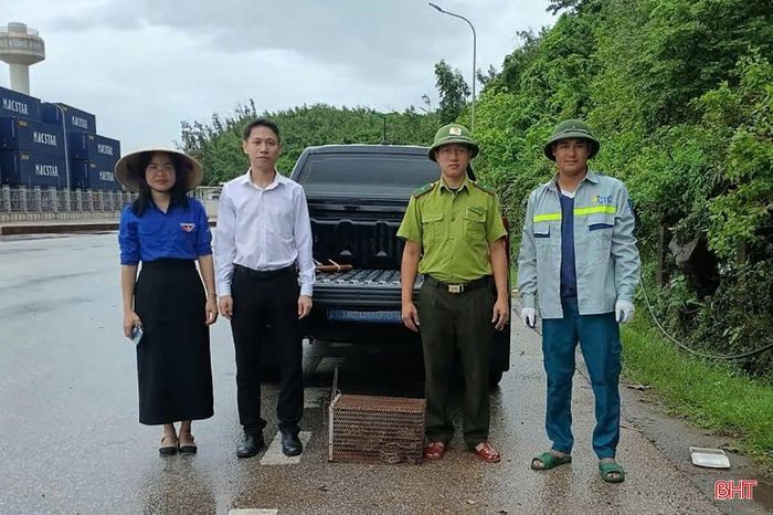 Lực lượng kiểm lâm Hà Tĩnh tiếp nhận cá thể trăn gấm.
