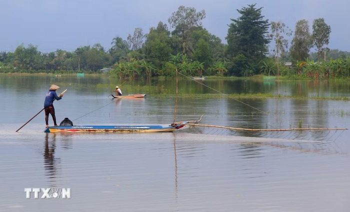 Những chiếc xuồng nhỏ di chuyển giữa đồng nước. Người đi bắt cá kiểm tra từng tấm lưới, từng chiếc dớn; người khác đẩy côn trên mặt ruộng. Công việc tưởng chừng bình dị ấy lại tạo nên một khung cảnh đặc trưng của miền Tây mỗi khi mùa nước về. (Ảnh: Duy Khương/TTXVN)