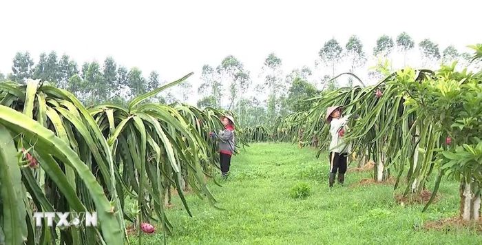 Vùng trồng thanh long ruột đỏ Lập Thạch được mở rộng, hình thành những vùng sản xuất tập trung, tạo sinh kế và nâng cao thu nhập cho người dân. (Ảnh: Nguyễn Thảo/TTXVN)