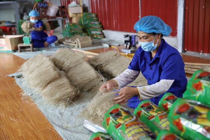 Việc đạt chứng nhận OCOP 5 sao quốc gia (năm 2021, công nhận lại năm 2024) cùng các tiêu chuẩn an toàn thực phẩm đã trở thành "tấm hộ chiếu" quan trọng giúp sản phẩm tạo niềm tin với đối tác quốc tế. (Ảnh: TTXVN)