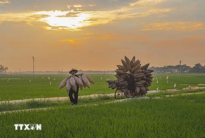 Hình ảnh những chiếc đó cùng với người nông dân đi qua cánh đồng lúa đã tạo nên bức tranh làng quê Thủ Sỹ bình yên và đậm đà nét văn hóa vùng đồng bằng Bắc bộ. (Ảnh: Khánh Hòa/TTXVN)