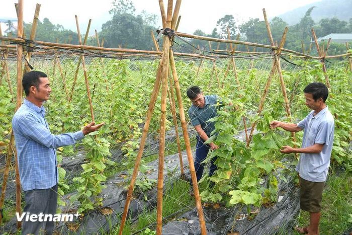 Ông Mã Phúc Hương trao đổi với các cán bộ thôn về phát triển kinh tế hộ gia đình qua mô hình trồng dưa chuột mang lại giá trị kinh tế cao. (Ảnh: Minh Tâm/Vietnam+)